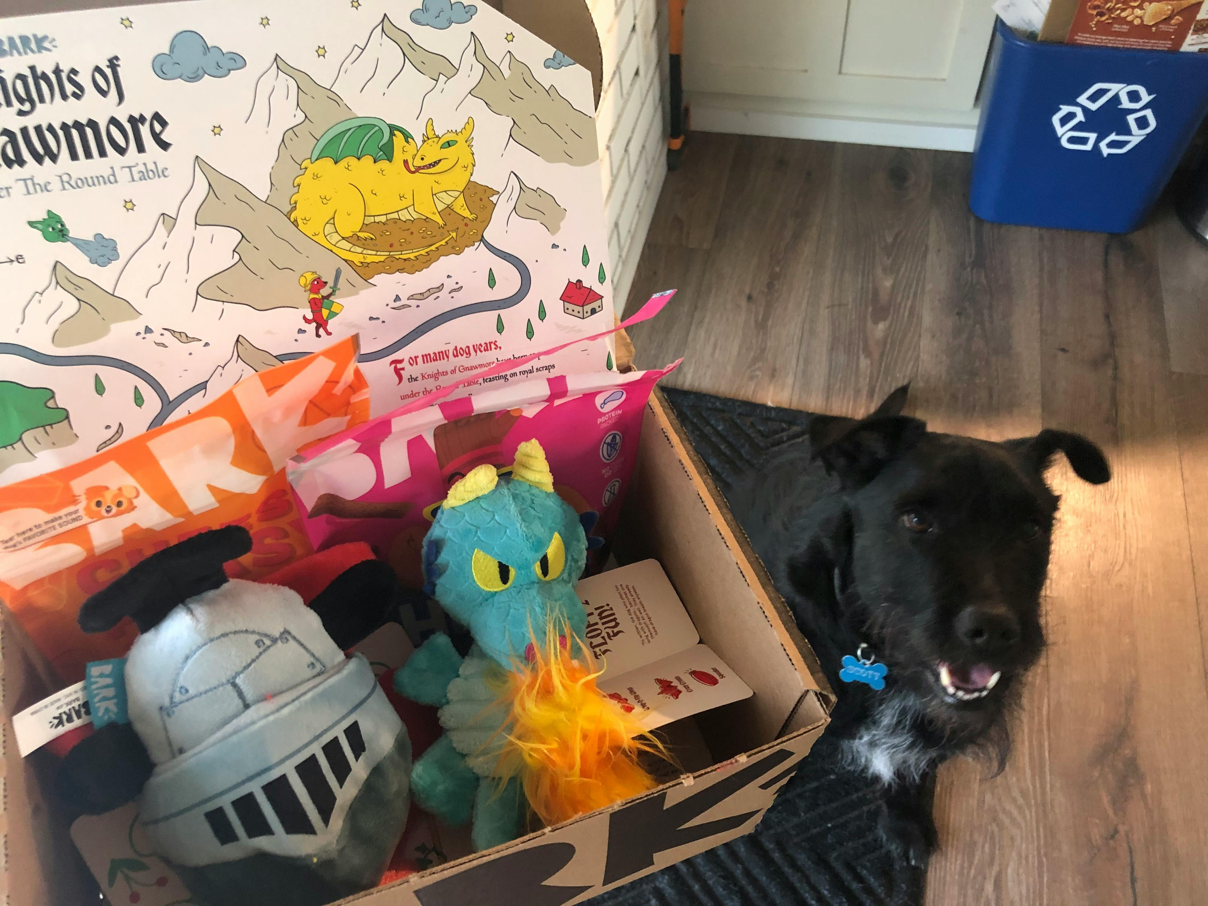 Dog looks excited as he waits to get his BarkBox