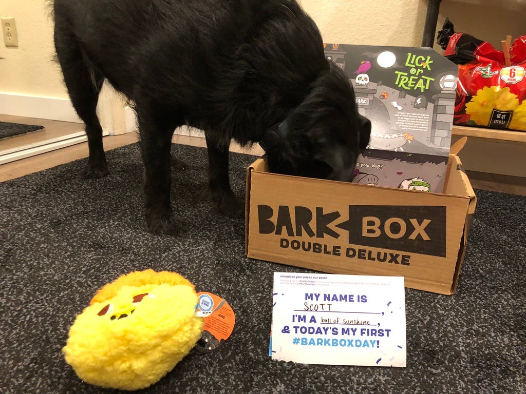 Dog sticks his face in an Oct. BarkBox