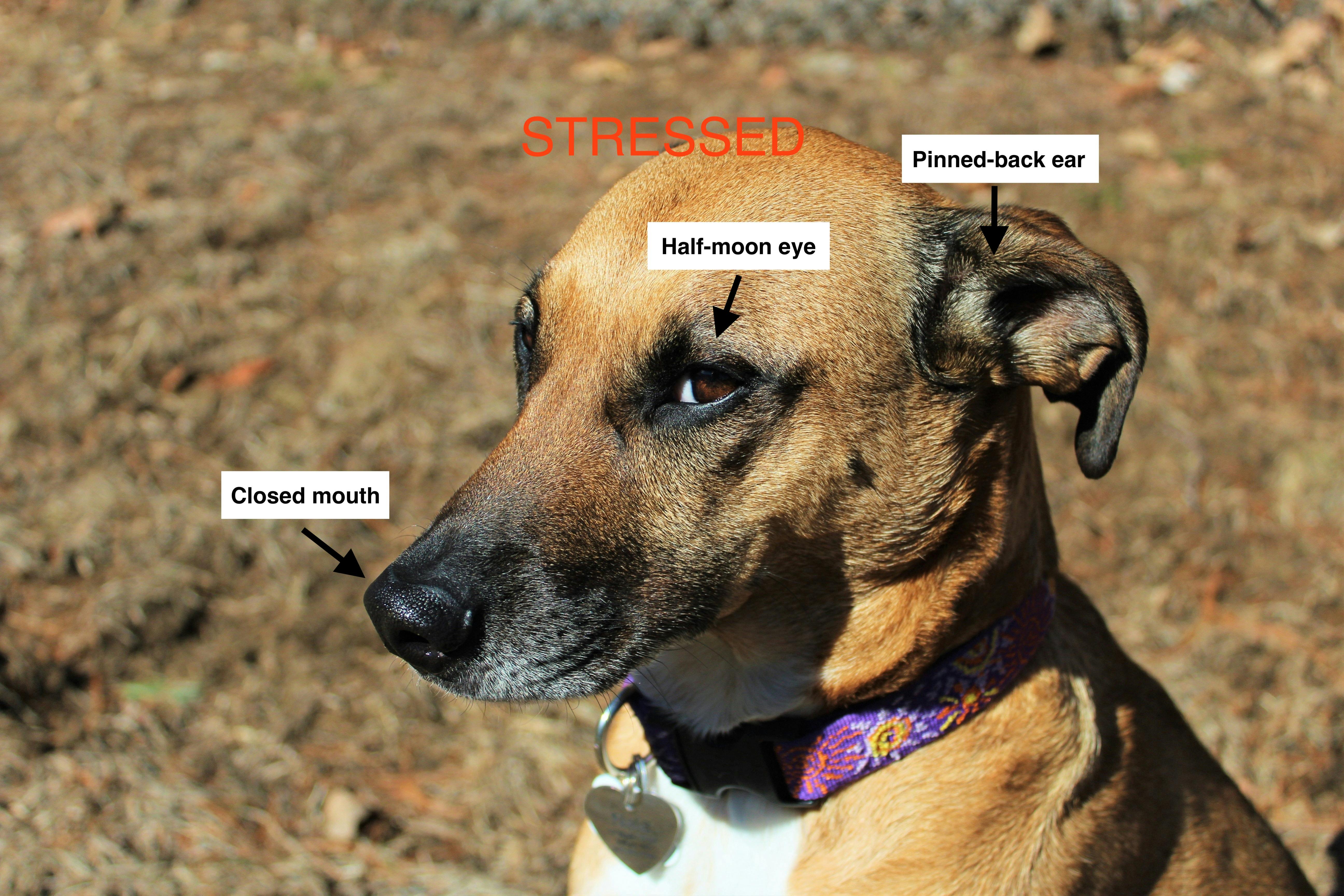 Words overlay an image of a dog looking stressed, showing the half-moon eye, pinned by ear, and tight mouth