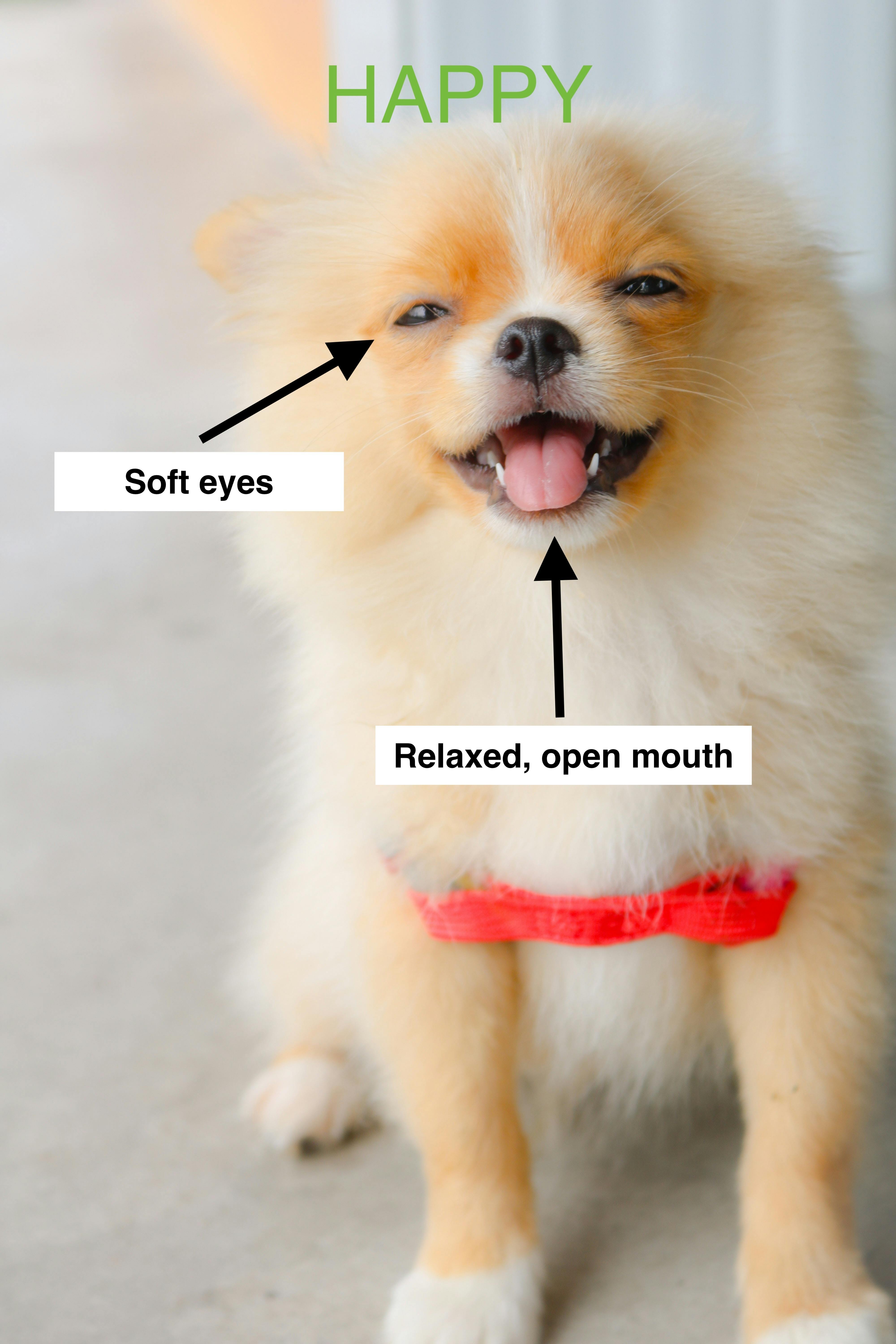 A happy pomeranian dog sits with words overlaying the image pointing out her happy body language