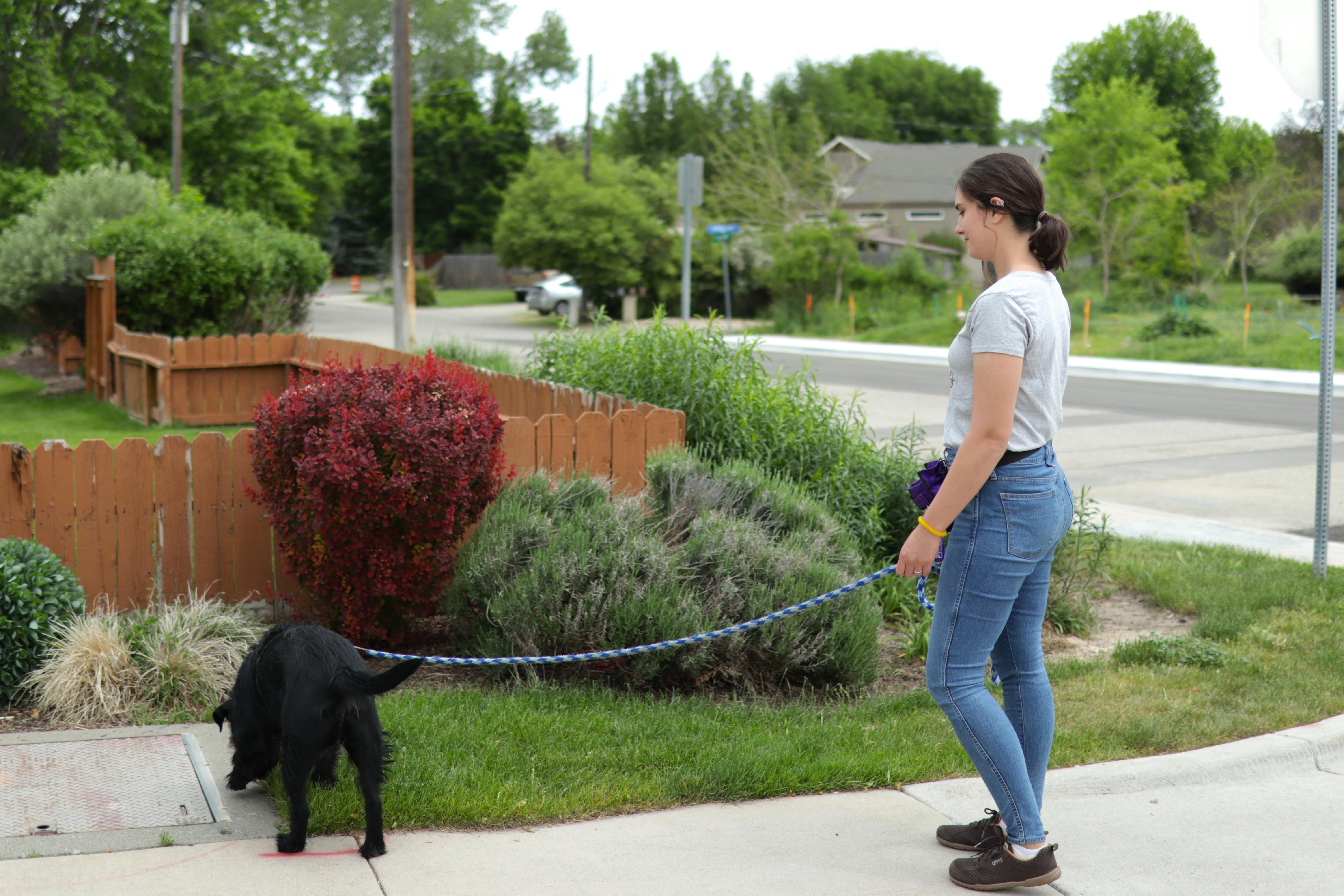 Black dog sniffs the grass while on walk with a woman