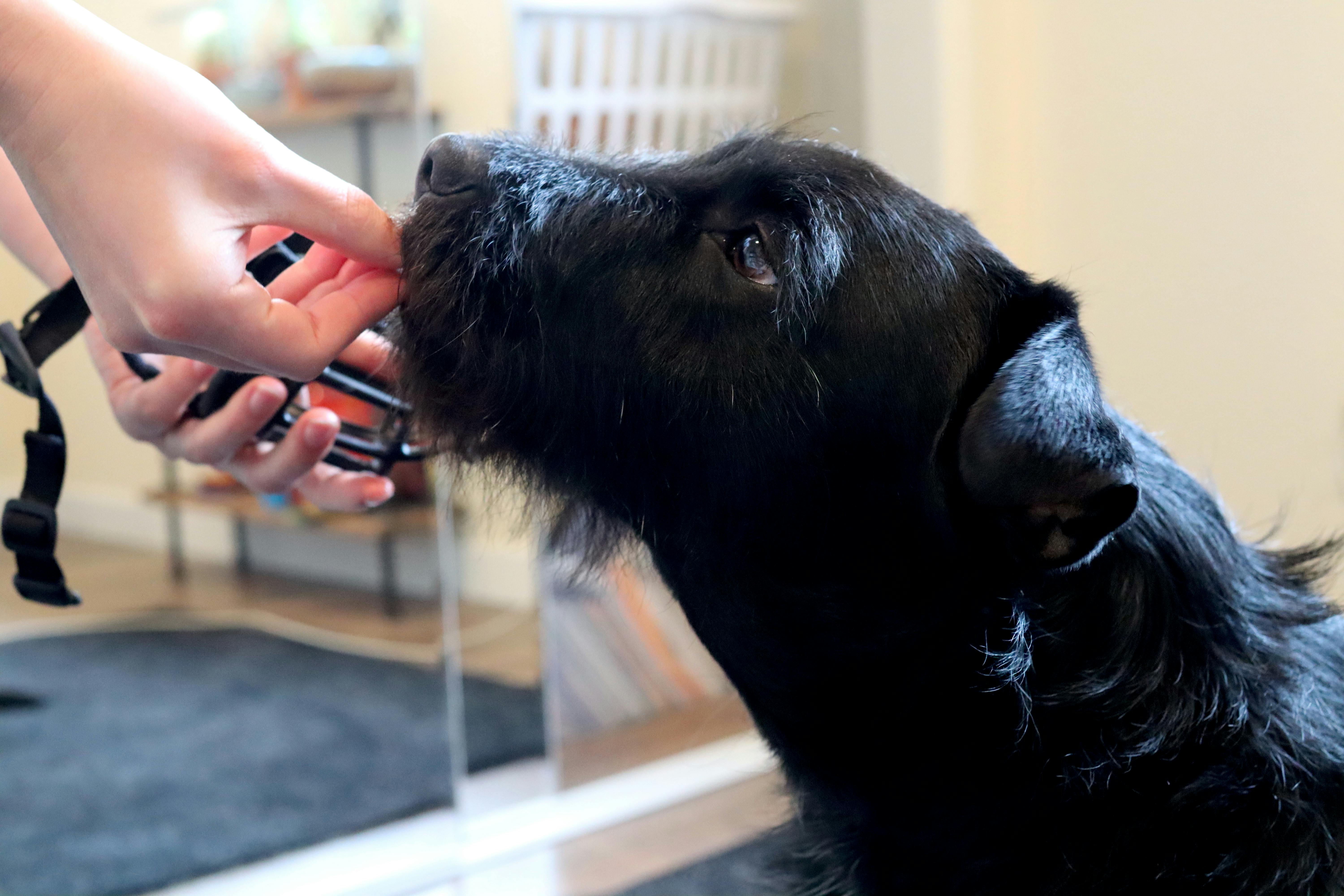 A black dog eats a treat while his muzzle is beside him