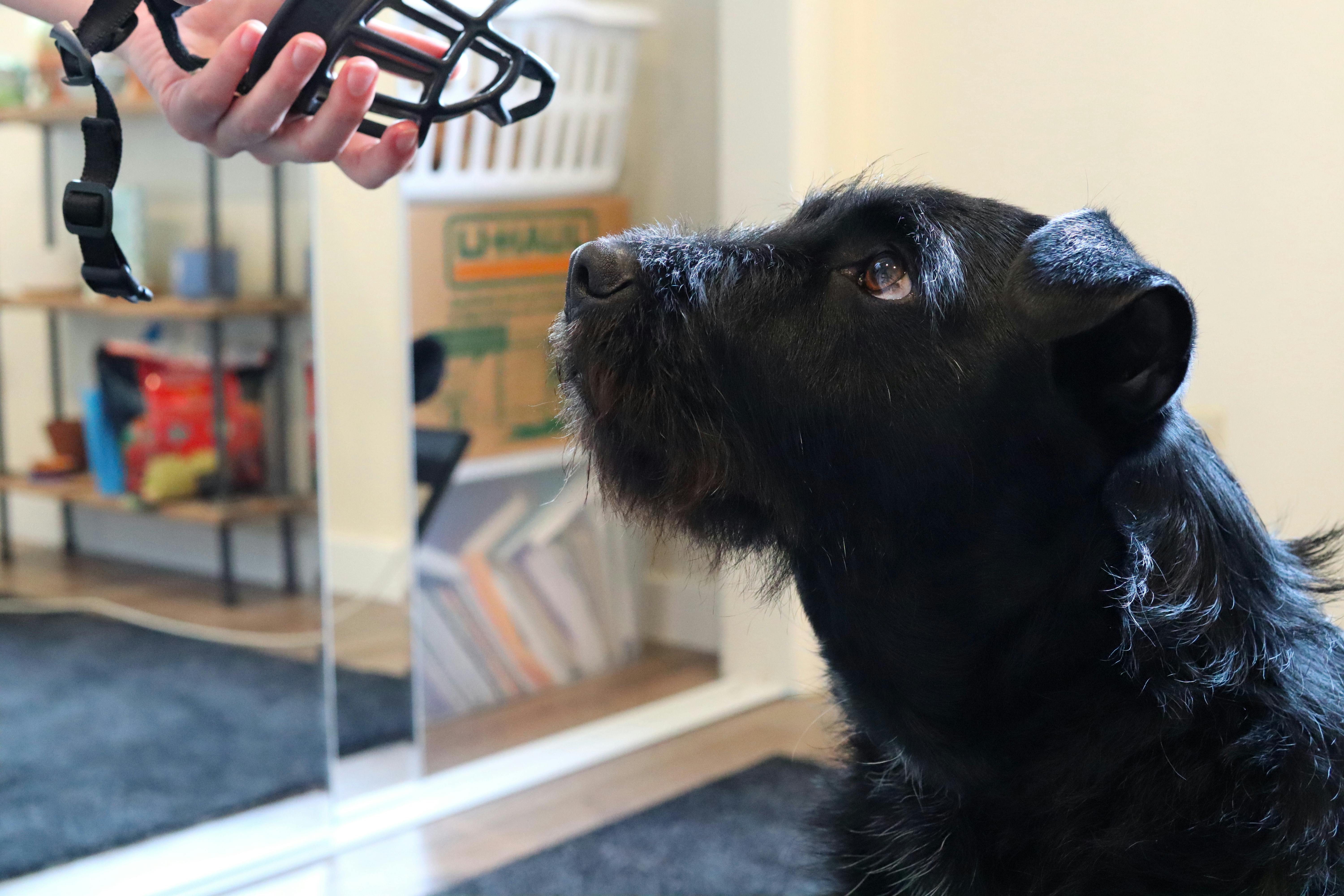 Black dog looks at muzzle with a happy expression
