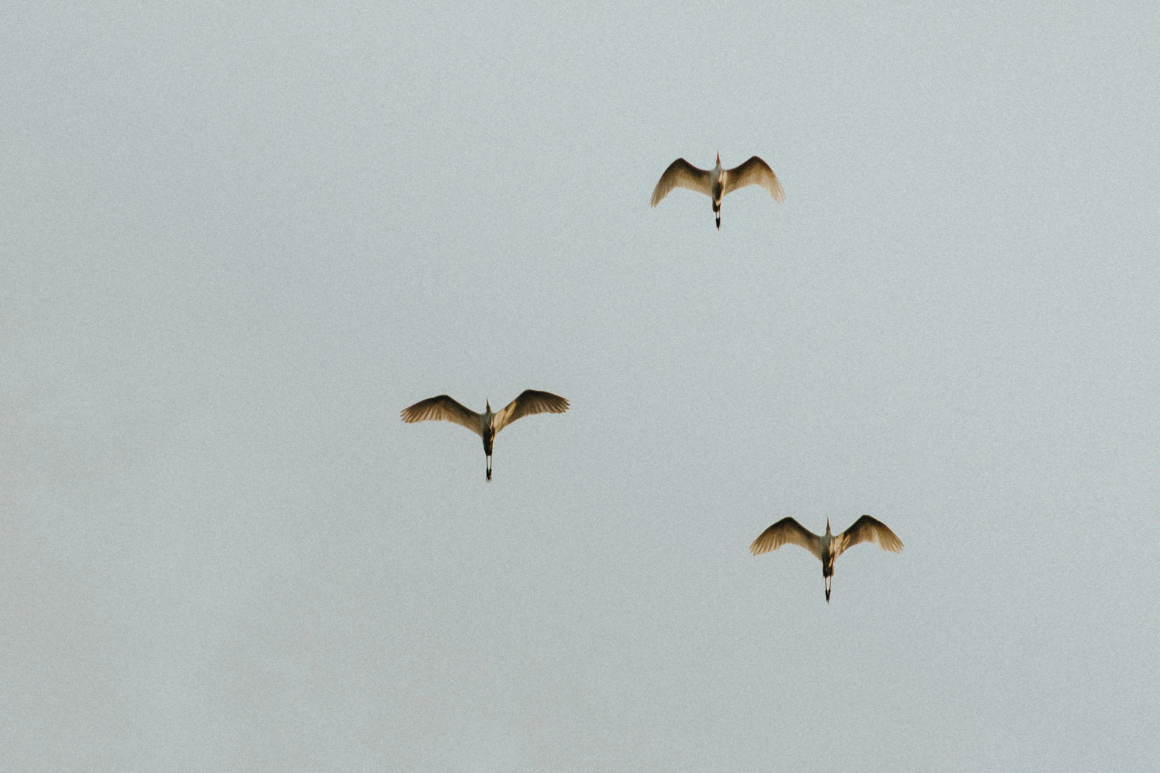 three birds with wings spread