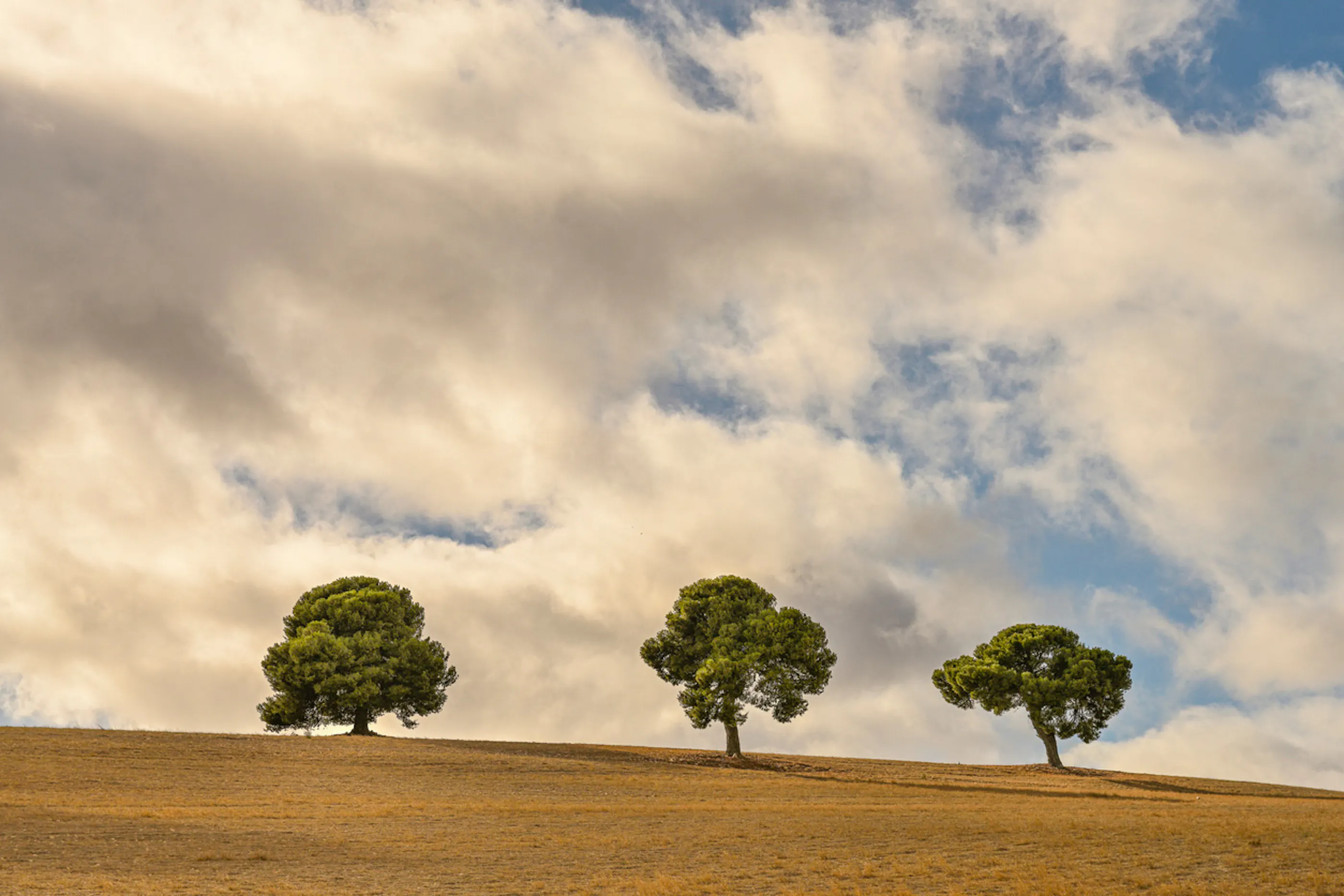 three trees in a field below a cloudy sky