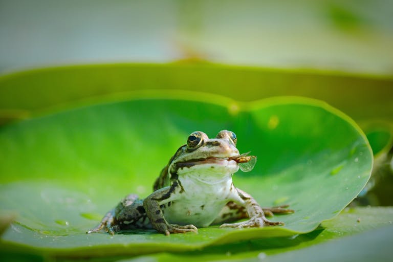 A frog sits on a lily pad eating a caught fly in the side of its mouth