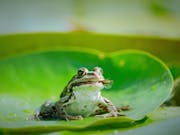 A frog sits on a lily pad eating a caught fly in the side of its mouth
