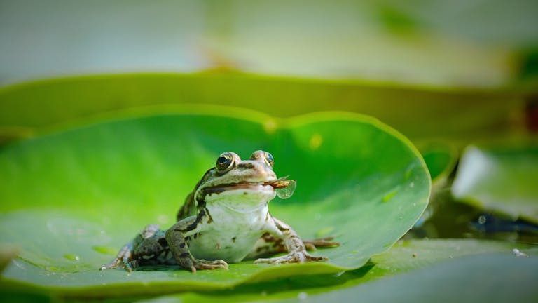 A frog sits on a lily pad eating a caught fly in the side of its mouth 