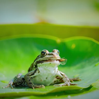 A frog sits on a lily pad eating a caught fly in the side of its mouth 