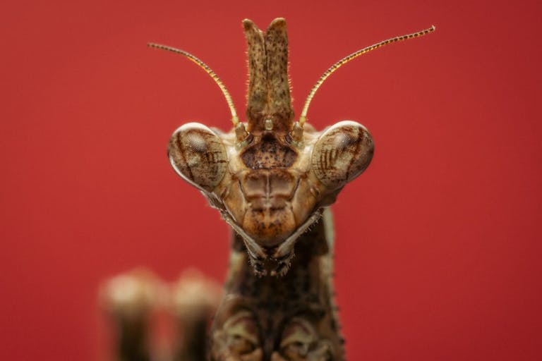 Super close up image of a praying mantis insect with a red background