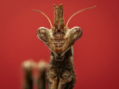 Super close up image of a praying mantis insect with a red background