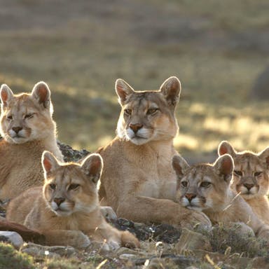 A family of pumas laying in the grass.