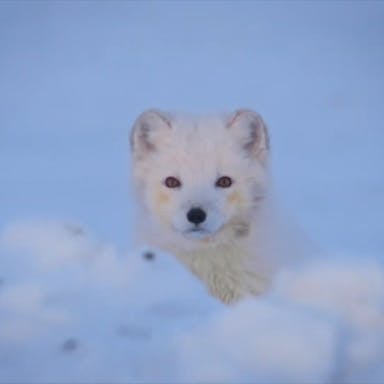 Close up of a young artic fox in a wild snowy landscape 