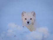Close up of a young artic fox in a wild snowy landscape