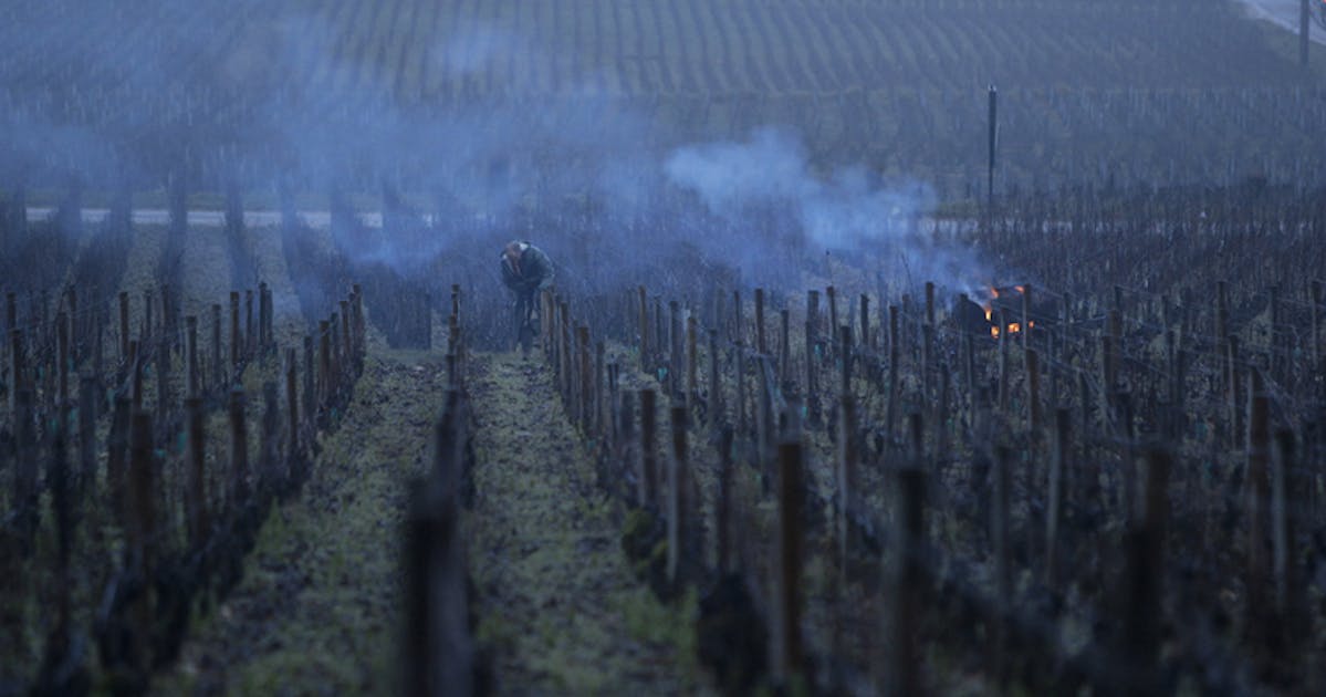 Sour Grapes ScreenUK sour-grapes-screenuk