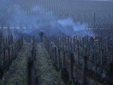At dusk a man stands in a large plot of land (vineyard) with rows of fences for grapevines left barren with a small smoking fire in the distance