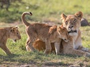 A lioness with two of her cubs, one rubbing their head against her
