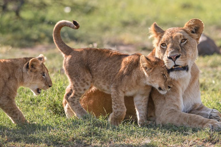 A lioness with two of her cubs, one rubbing their head against her