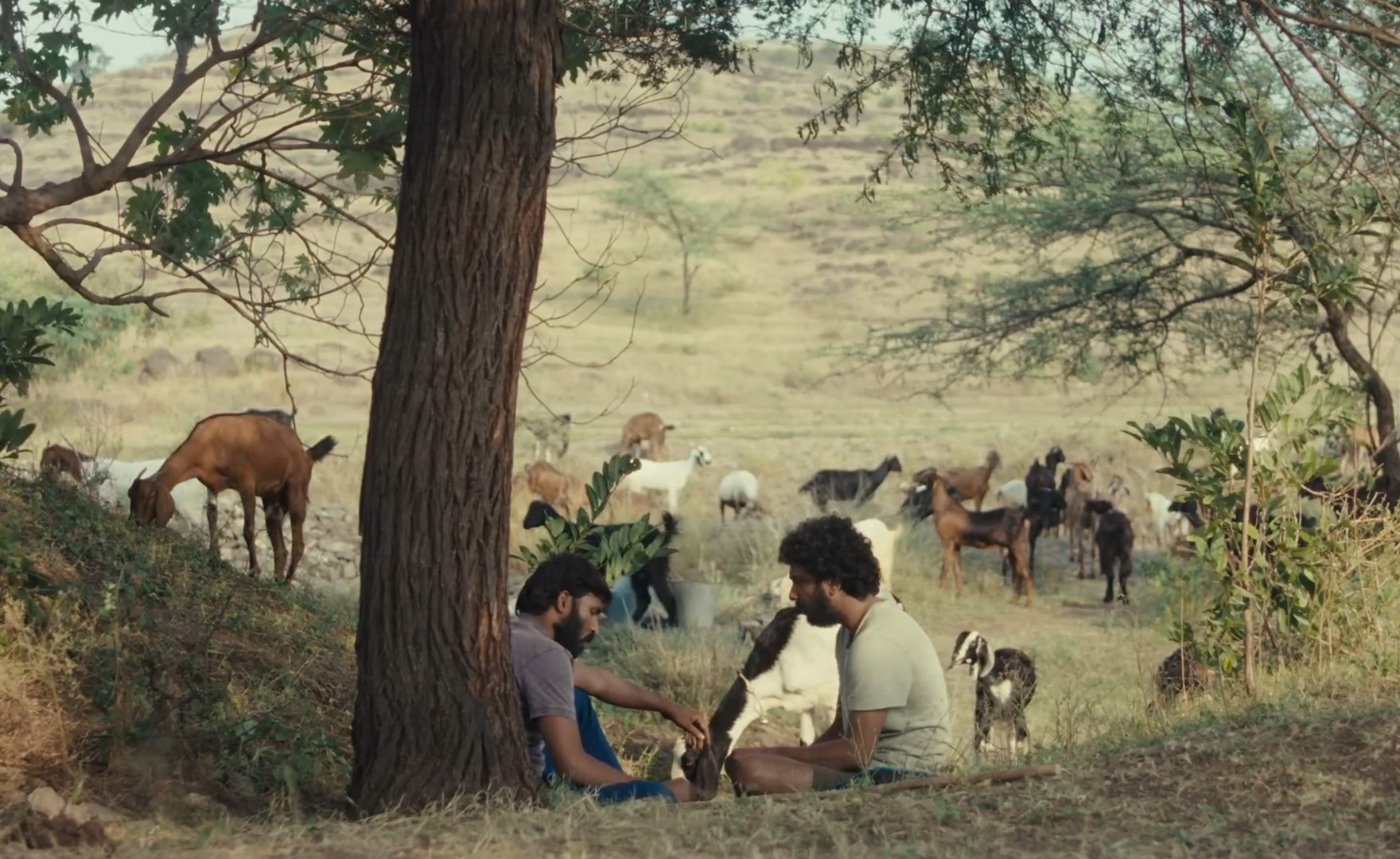 Two south asian men in short sleeve t shirts sitting facing eachother in a field of grass. In the background are a dozen animals in the field