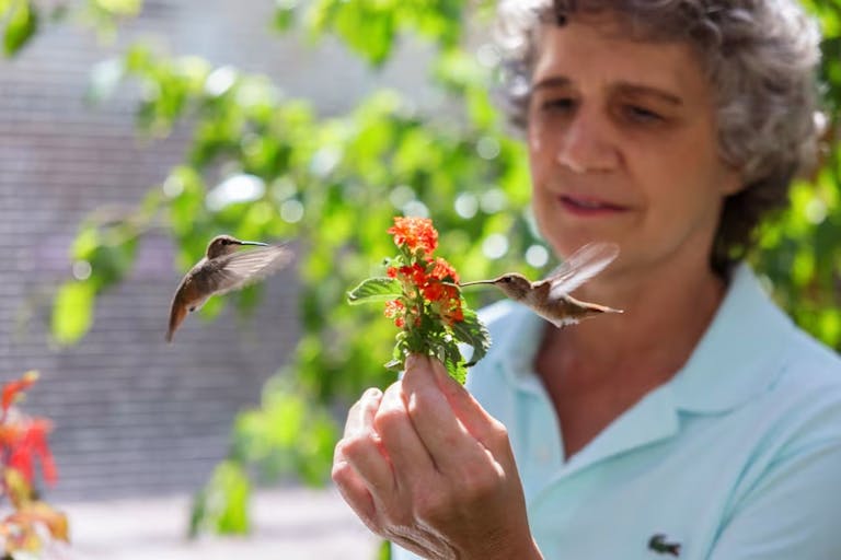 A middle aged woman with short grey hair holding an orange flower as two hummingbirds hover and drink from