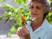 A middle aged woman with short grey hair holding an orange flower as two hummingbirds hover and drink from