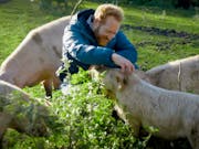 A white man with ginger hair and beard in a field stroking the head of a pig