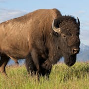 Close up of a bison standing in grass with a moutain-scape in the background
