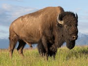 Close up of a bison standing in grass with a moutain-scape in the background