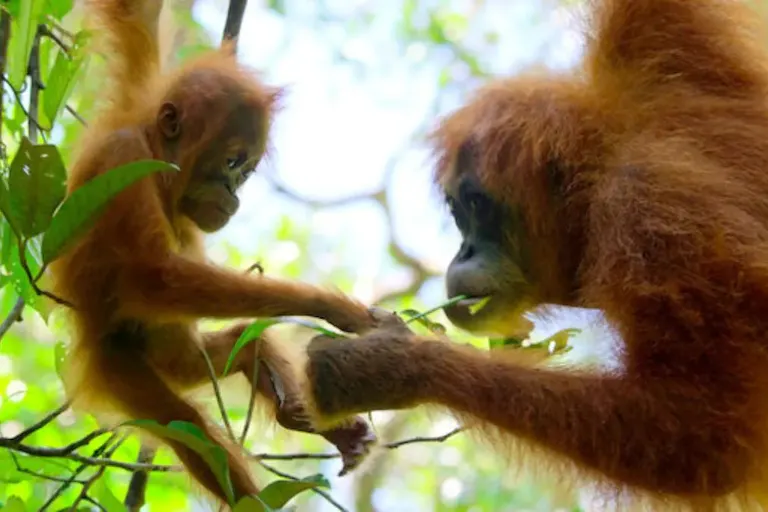 A young orangutan hanging from a branch opposite an adult orangutan