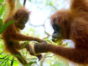 A young orangutan hanging from a branch opposite an adult orangutan