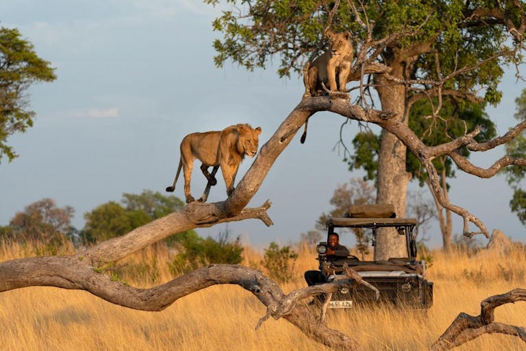 Two lionesses on a tree right above a 4X4 in the Savanna