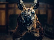 CGI zombie kangaroo looking menacing