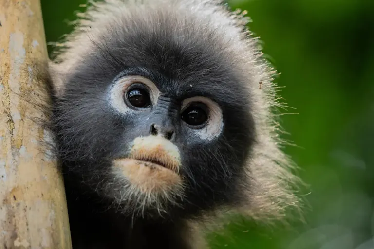 Close up of a small primate with fluffy dark grey fur and white circles around the eyes and mouth, poking out from behind a tree