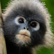 Close up of a small primate with fluffy dark grey fur and white circles around the eyes and mouth, poking out from behind a tree