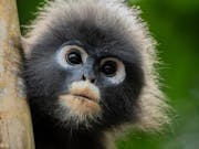 Close up of a small primate with fluffy dark grey fur and white circles around the eyes and mouth, poking out from behind a tree