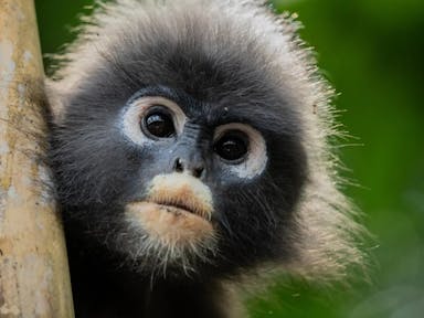 Close up of a small primate with fluffy dark grey fur and white circles around the eyes and mouth, poking out from behind a tree