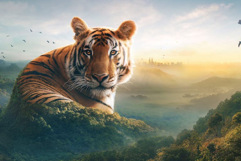 Large green mountains. One of them transforms into a tiger looking straight into the camera