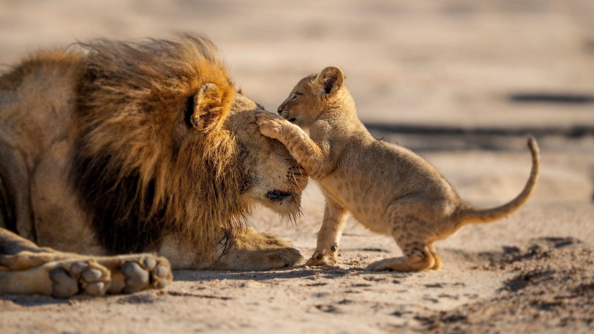 A lion cub playing with a lion, pawing at the lion's face