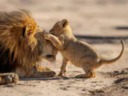 A lion cub playing with a lion, pawing at the lion's face