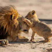 A lion cub playing with a lion, pawing at the lion's face