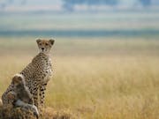 Cheetah with two small cubs in a grassy landscape