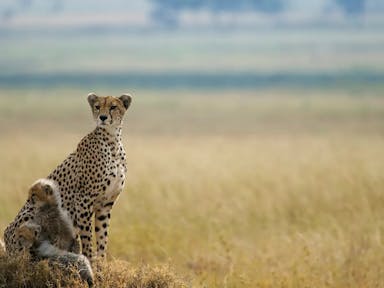 Cheetah with two small cubs in a grassy landscape