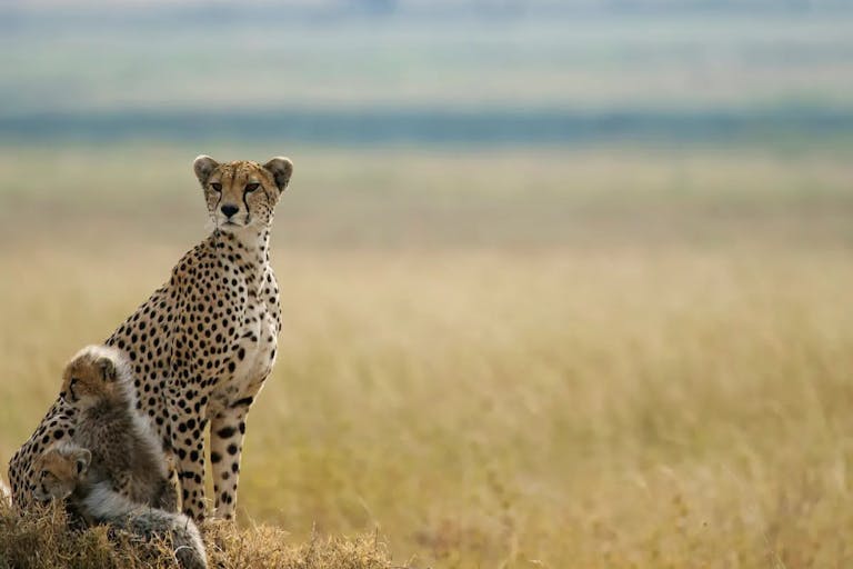 Cheetah with two small cubs in a grassy landscape