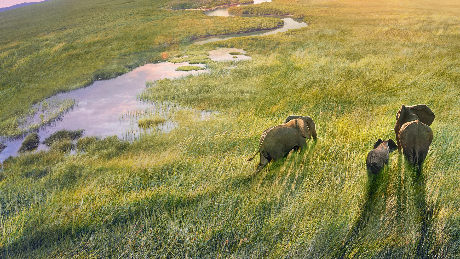 Three elephants graze across a grassy terrain with a river to their left