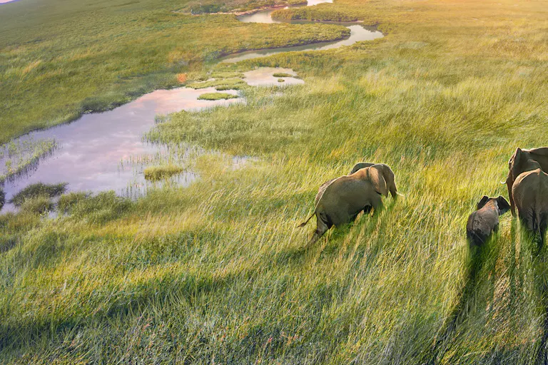 Three elephants graze across a grassy terrain with a river to their left