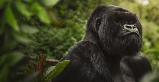 A gorilla in front of a bunch of trees