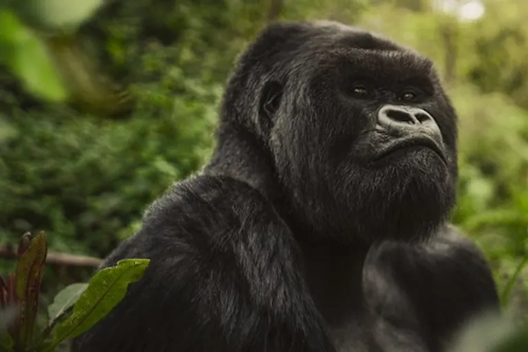 A gorilla in front of a bunch of trees