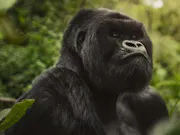 A gorilla in front of a bunch of trees
