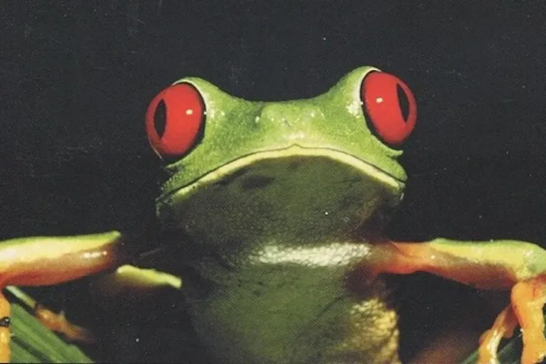 A close-up shot of a red-eyed green frog