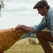 A caucasian male Shephard petting a brown-haired sheep on a grassy plane